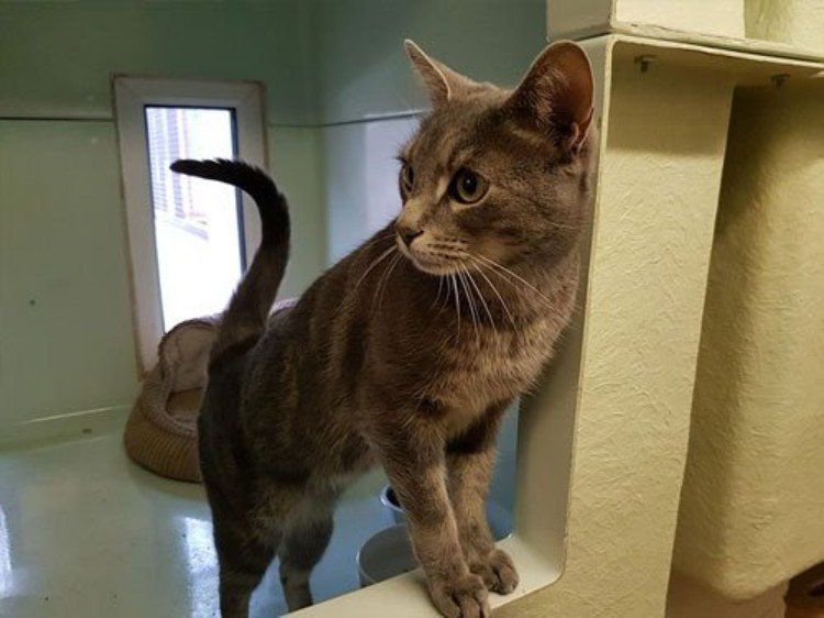 a cat
