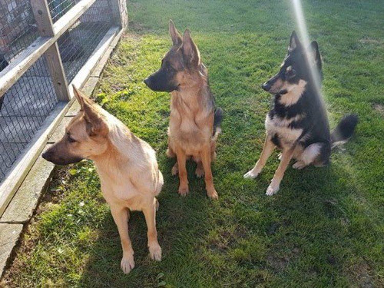 three dogs are alert