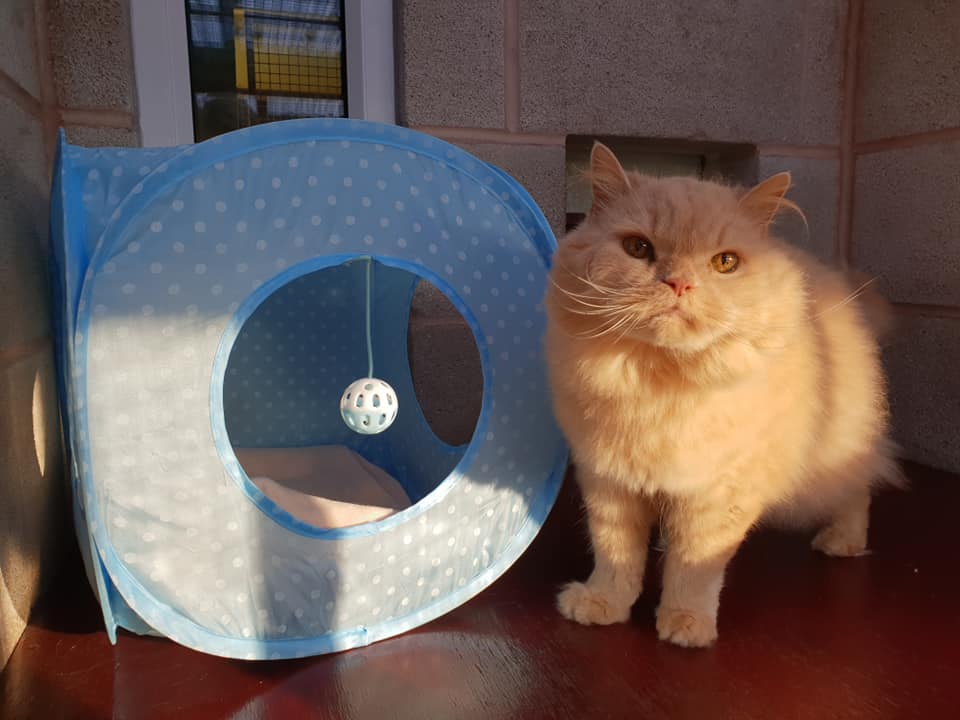 a healthy and furry cat