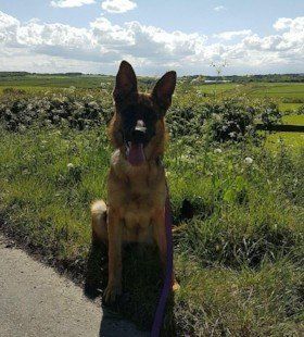 a dog sitting in the open field