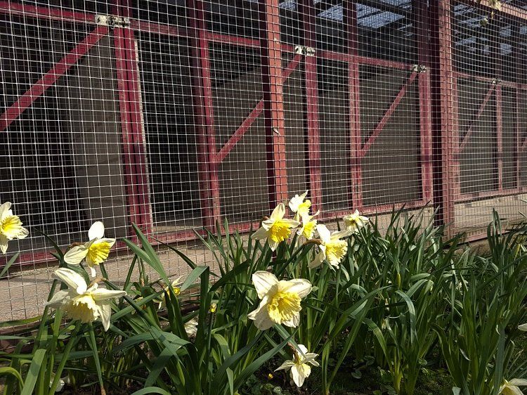 kennels amidst the greenery