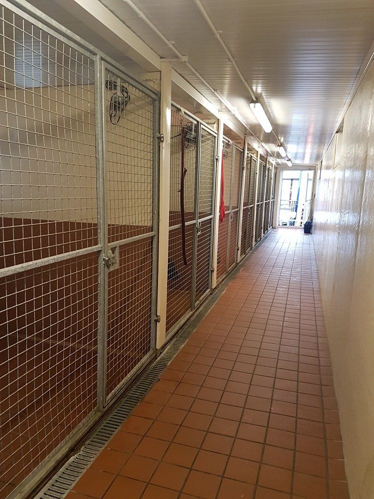 indoor dog kennels