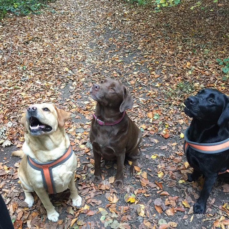 three dog with a leash
