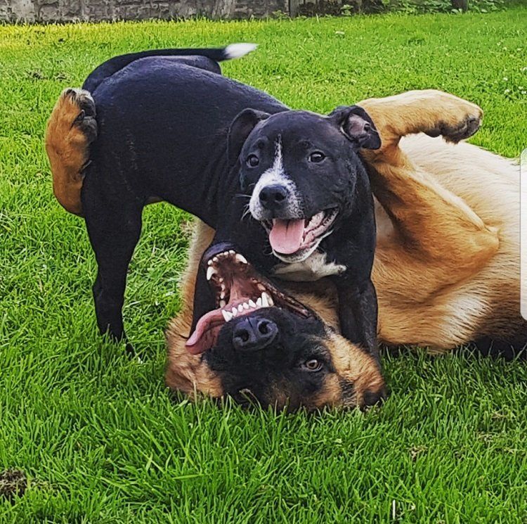 two dogs playing with each other on the grass