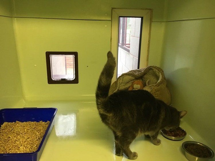 a cat eating its food