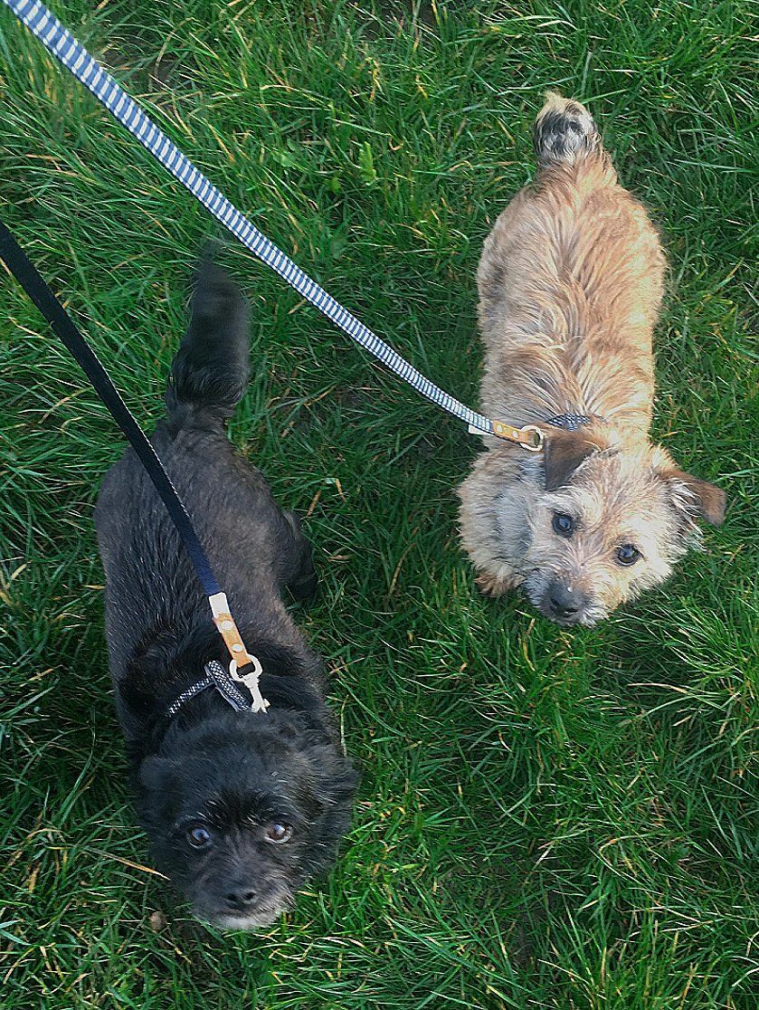 two puppies with a leash