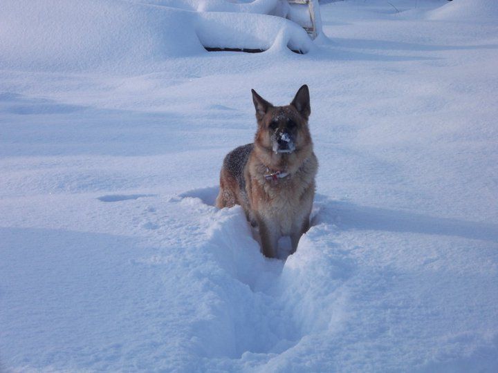dog playing in the snow