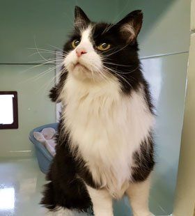 cat with black and white fur