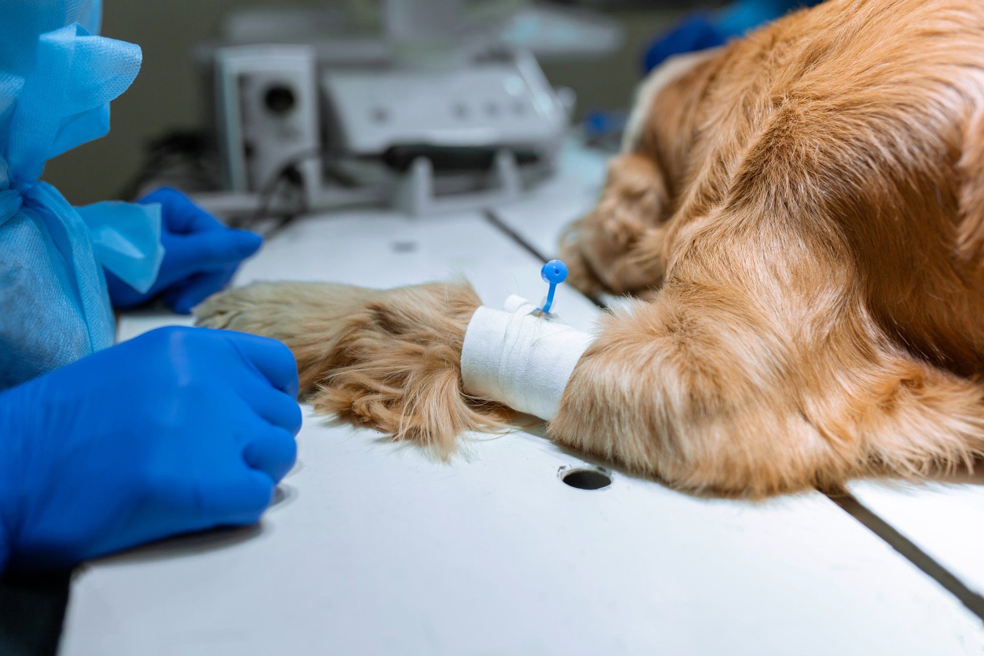 Endocrine — Dog Having Blood Test in Clarksville, IN