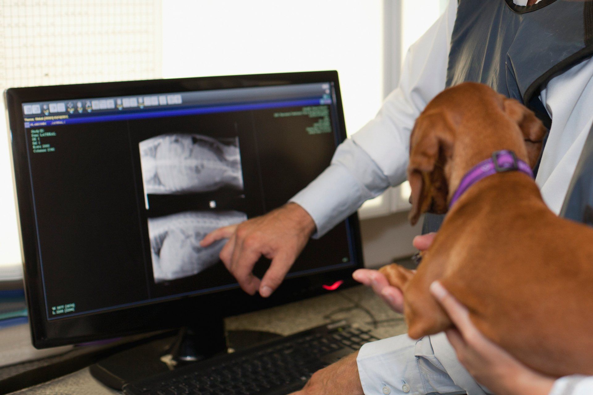Xrays — In House Dog X-rays in Clarksville, IN