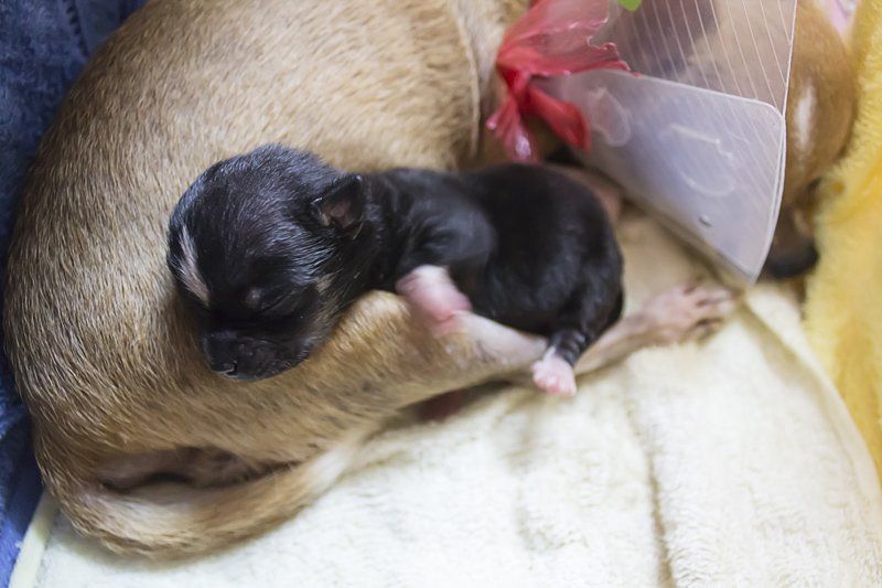 Ticks — New Born Puppy in Vet Clinic  in Clarksville, IN