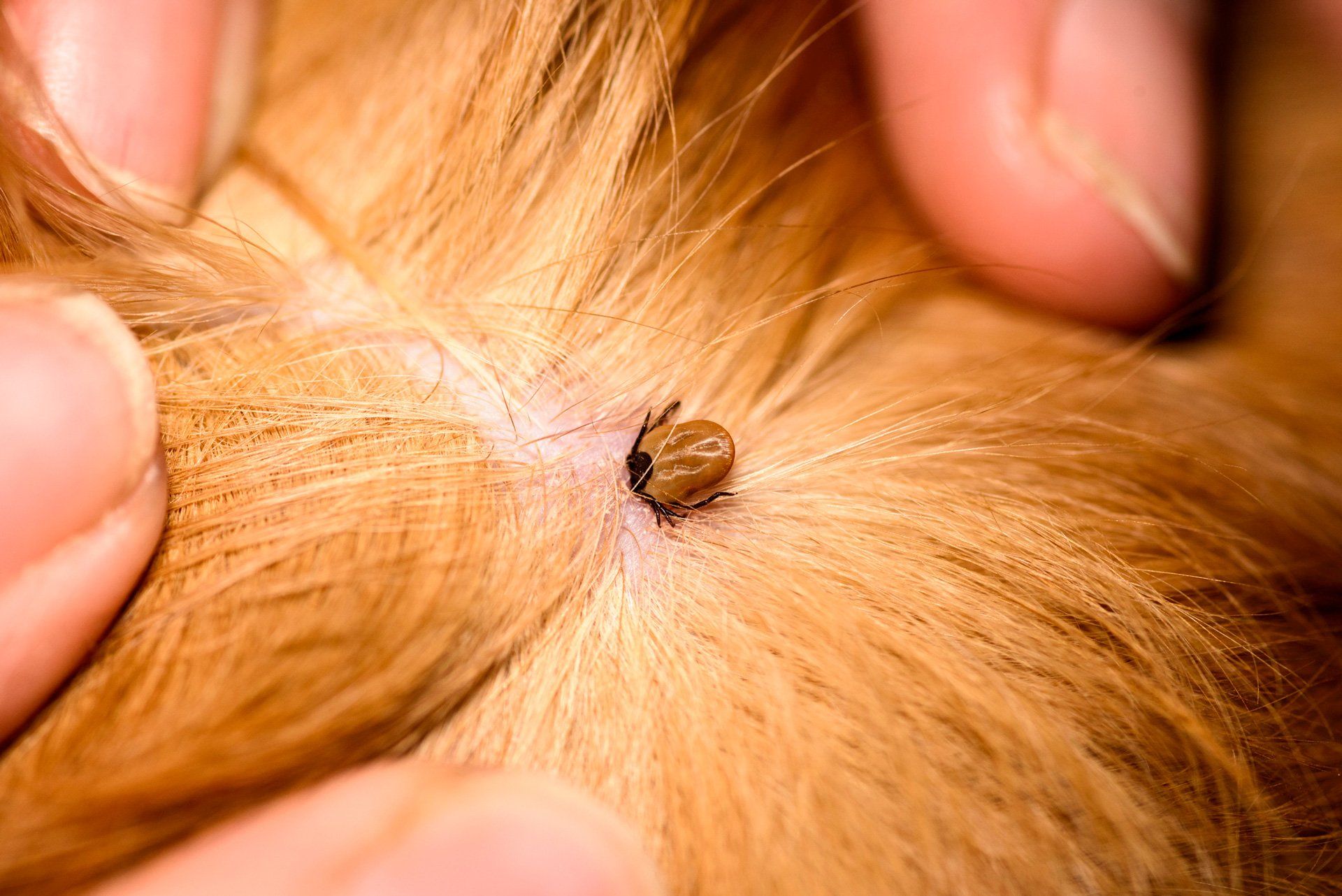 Veterinary — Flea in Dog in Clarksville, IN