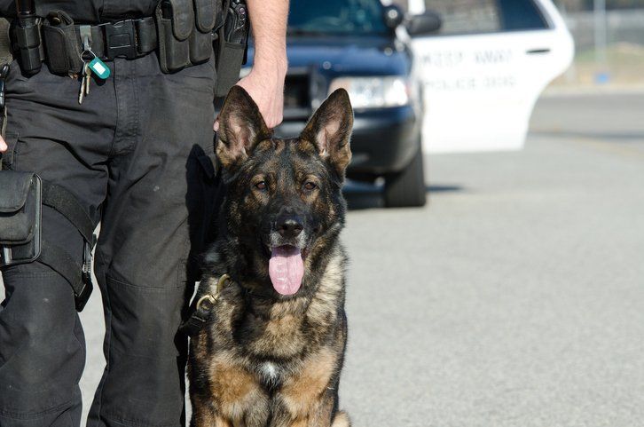 Police Dogs — Police Dog Standing Next To His Handler in Clarksville, IN