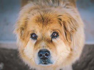 Abscesses — Brown Dog in Clarksville, IN