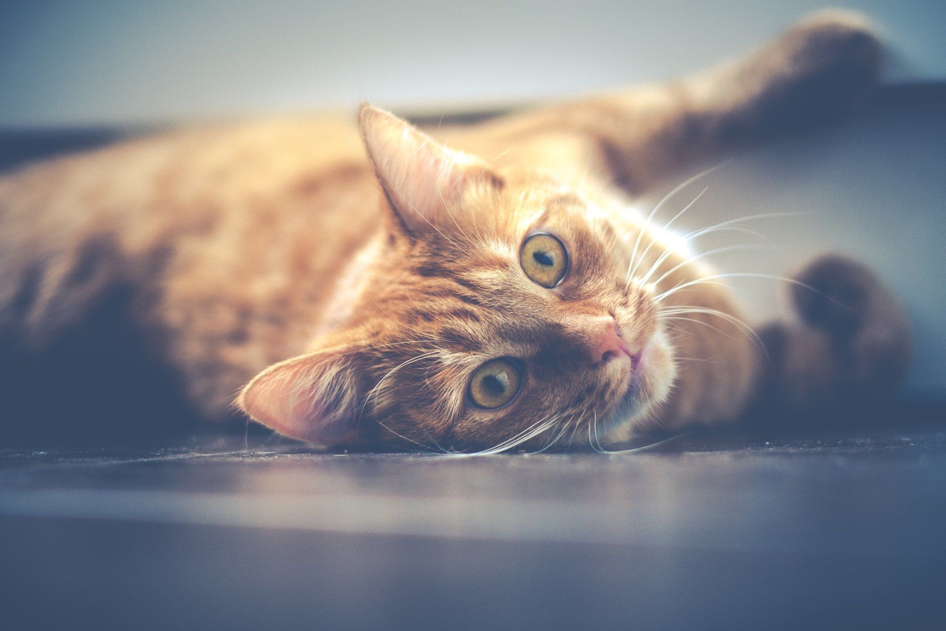 Bacteria — Cat Lying On The Floor in Clarksville, IN Bacteria — Cat Lying On The Floor in Clarksville, IN