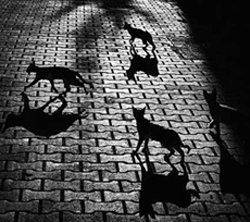Pet Spaying — Cats Roaming Around At Night in Clarksville, IN Pet Spaying — Cats Roaming Around At Night in Clarksville, IN