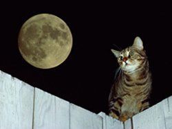 Cat — Cat Sitting On A Fence in Clarksville, IN Cat — Cat Sitting On A Fence in Clarksville, IN