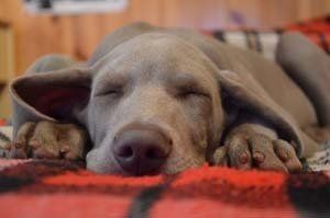 Acupuncture — Dog Sleeping In The Bed in Clarksville, IN