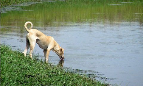 Limber Tail — Dog Drinking On The Lake in Clarksville, IN Limber Tail — Dog Drinking On The Lake in Clarksville, IN