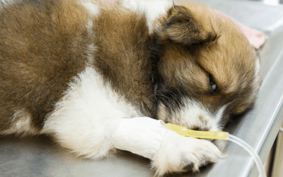 Trauma — Puppy with IV Fluids in Clarksville, IN Trauma — Puppy with IV Fluids in Clarksville, IN