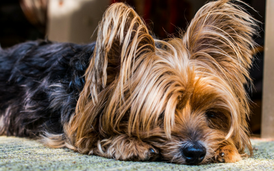 Diarrhea — Yorkshire Terrier Lying On Bed in Clarksville, IN Diarrhea — Yorkshire Terrier Lying On Bed in Clarksville, IN