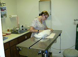 animal boarding services animal boarding services
