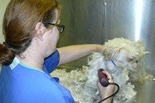 animal grooming services animal grooming services