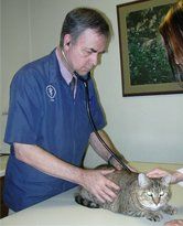 animal veterinary service animal veterinary service
