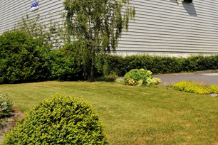 Soft landscaping experts