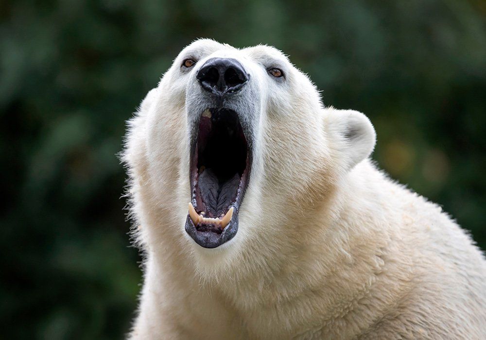 White polar bear roaring with mouth wide open in a green outdoor setting