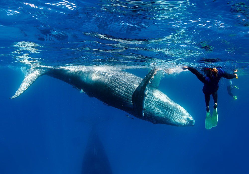 whale aerobics