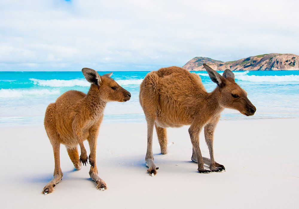 kangaroos