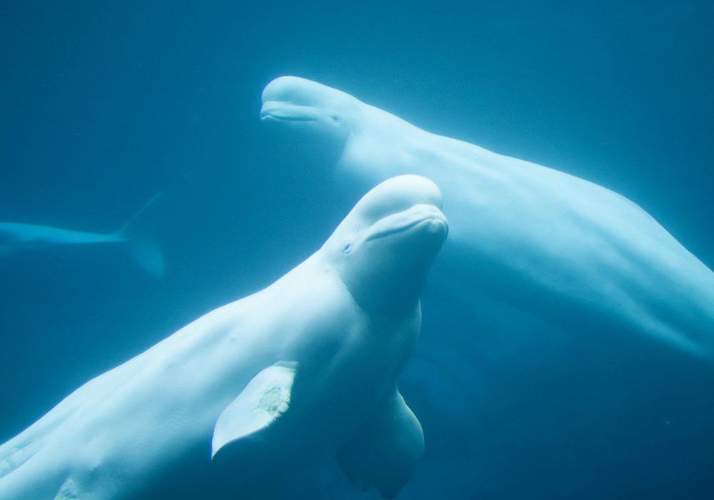 swimming with belugas
