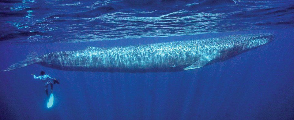 Blue Whale