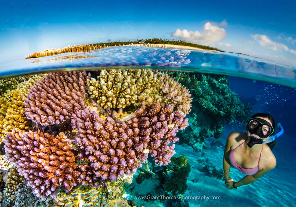 coral swimmer