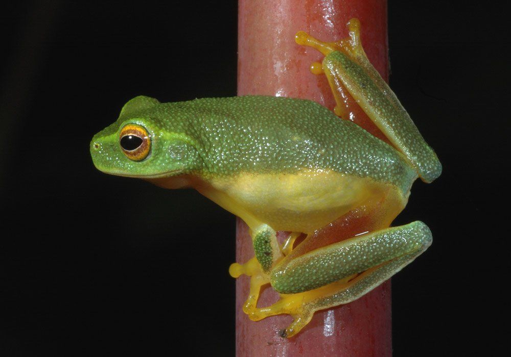 green frog