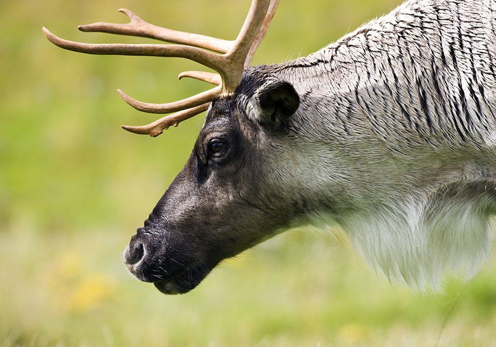 Close-up of a reindeer with antlers in a grassy field