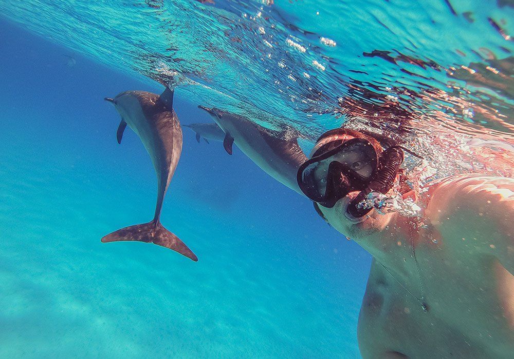 swim with dolphins
