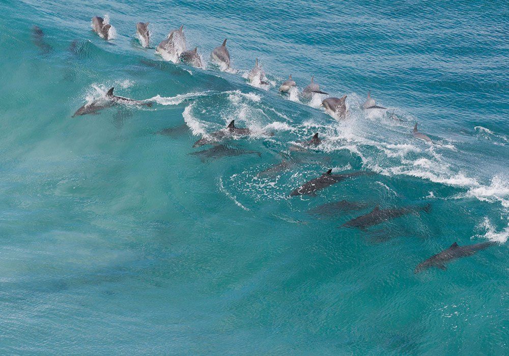 kangaroo island dolphins