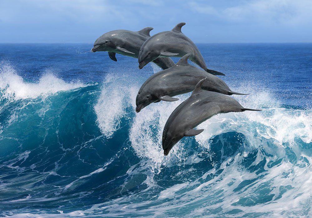 dolphins