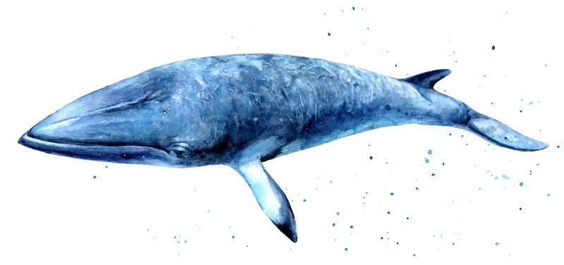 minke whale minke whale illustration