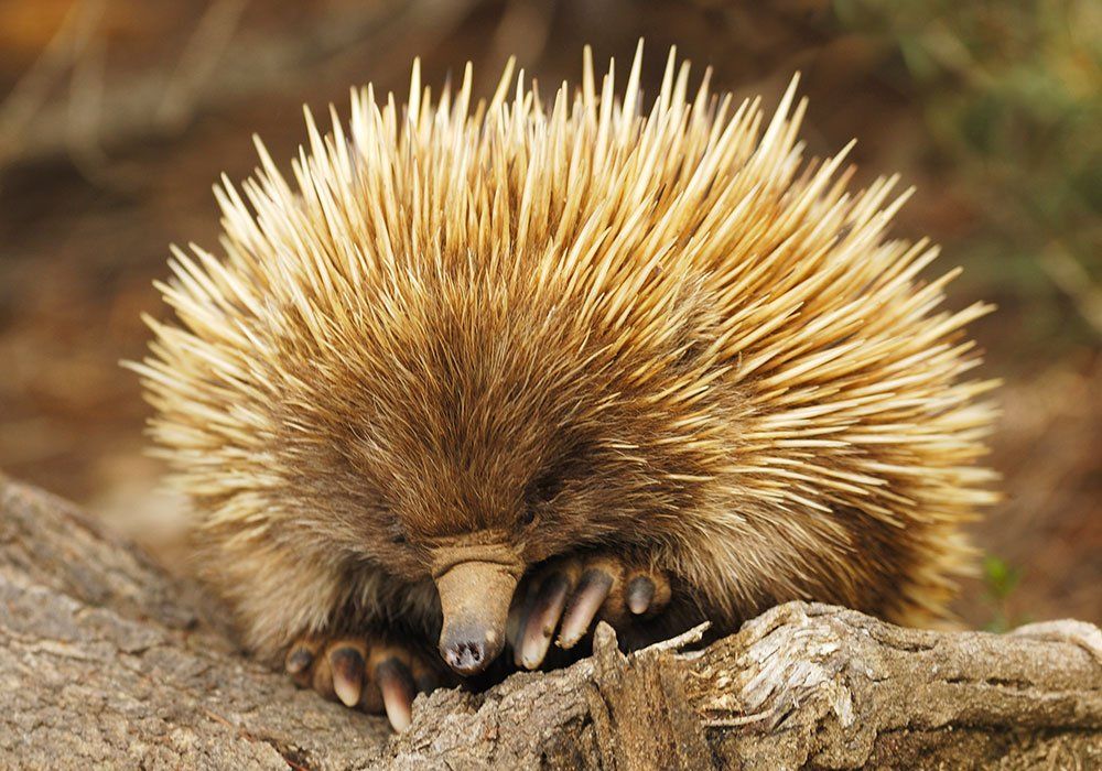 echidna