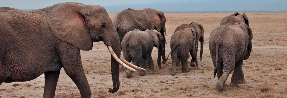 elephants elephants in the wild