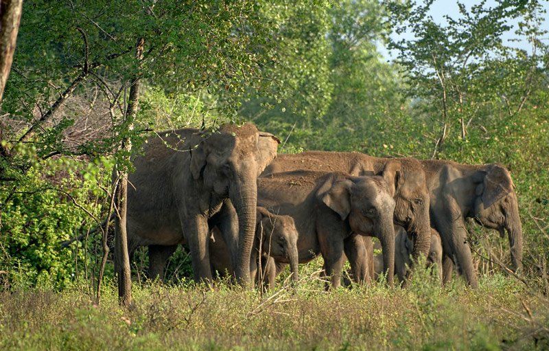 Elephants in Sri Lanka