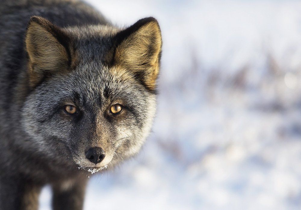 Close-up of a black wolf in snowy terrain, staring calmly at the camera