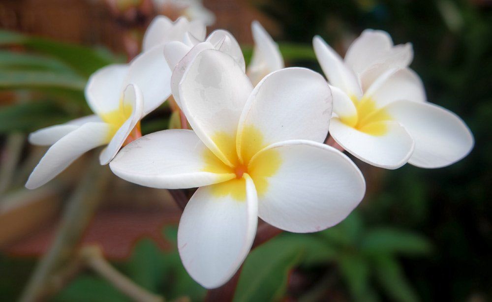 frangipani's frangipani flowers