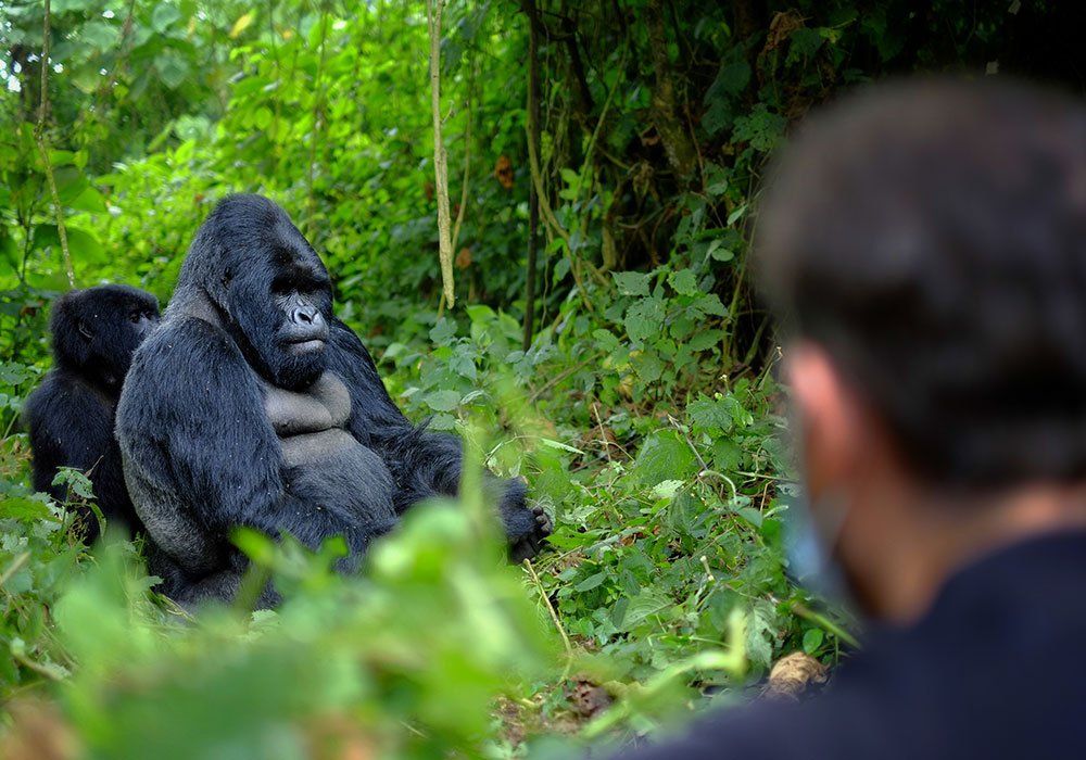 gorilla gorillas