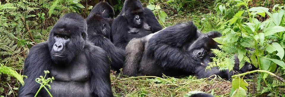 gorillas gorillas in the wild