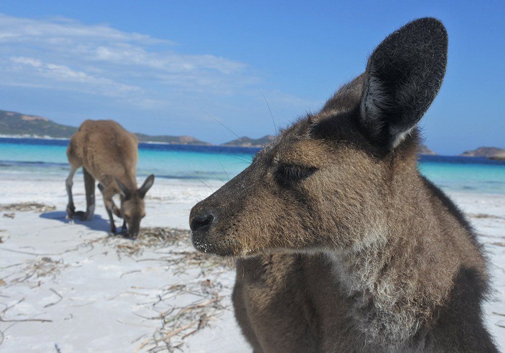 kangaroos on beach