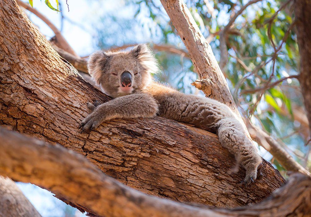 koala